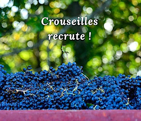 EMPLOI La Cave De Crouseilles Recrute Pour Les Vendanges PresseLib