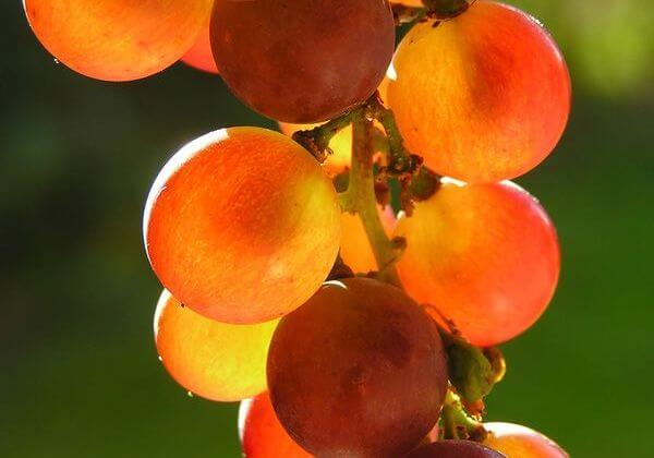 red grapes