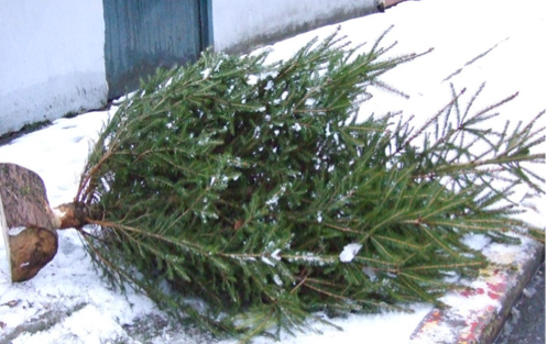 VERTUEUX - Sapins, verre… Auch recycle