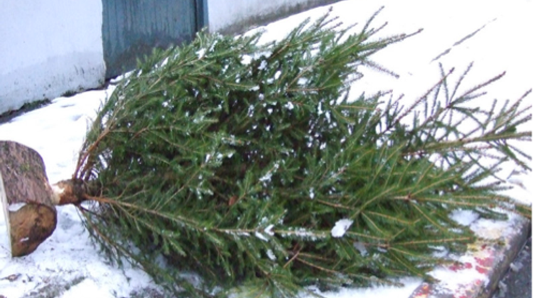 VERTUEUX - Sapins, verre… Auch recycle