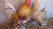 PL POULES
