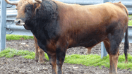 PL TOROS BAYONNE