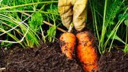 Organic Carrots