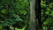 PL GERS arbre