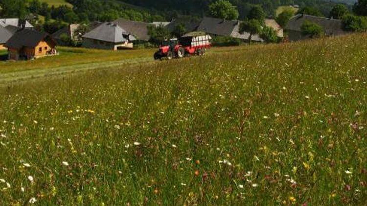 prairies fleuries