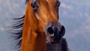 PL ETALON
