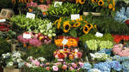 BEARN FLEURS LONS