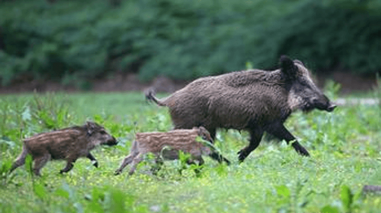 BEARN CHASSE sanglier