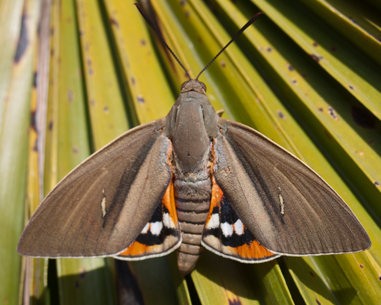 PL PALMIERS PAPILLON