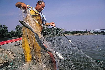 BATAILLE DE LA PÊCHE – Filets autorisés pour les saumons et aloses