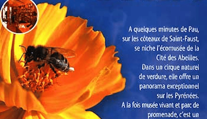 BEARN CITE ABEILLES 2