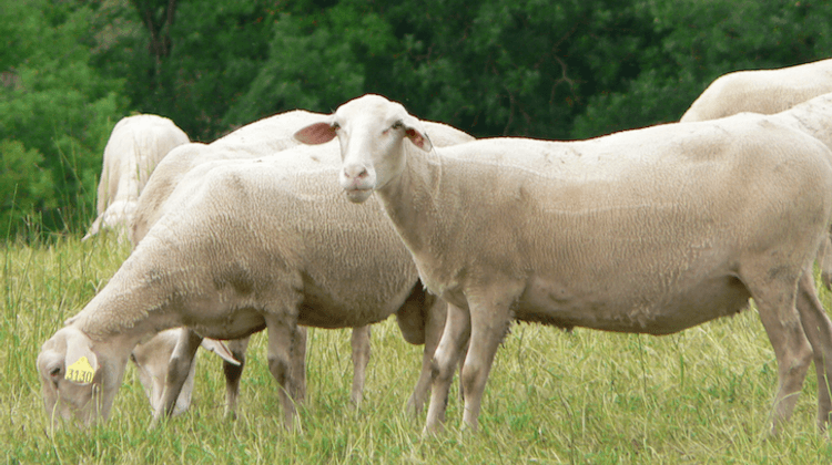 LANDES BREBIS1