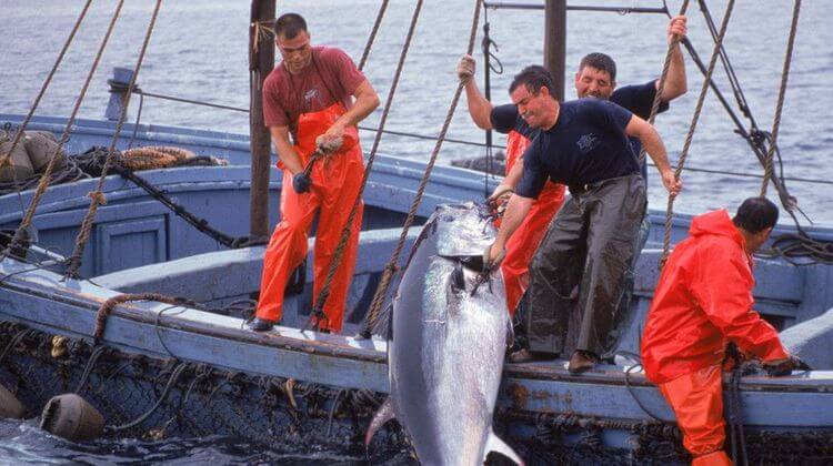 Hauling in Bluefin Tuna