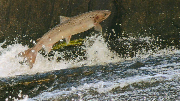 INTERDIT ! – La pêche des poissons migrateurs est suspendue