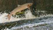 ALERTE SAUMON – La pêche interdite sur tout le bassin de l’Adour