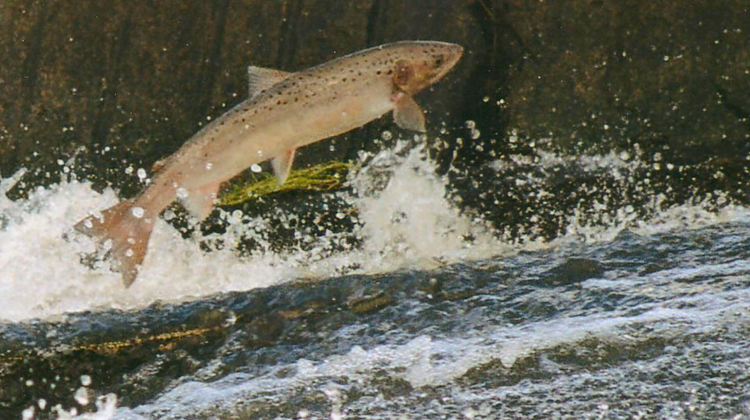 ALERTE SAUMON – La pêche interdite sur tout le bassin de l’Adour