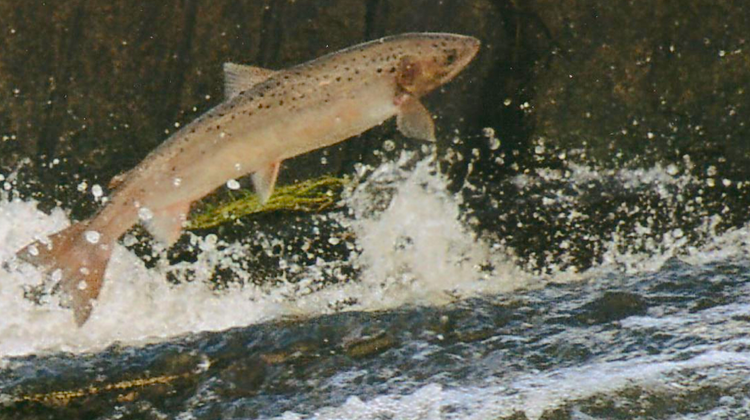 PRÉSERVATION DU SAUMON – Vers une nouvelle réglementation dans le fleuve Adour