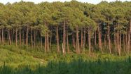 VIVE LE BOIS – La filière landaise face à une forte demande