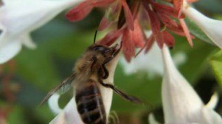 Itxassou abeille noire
