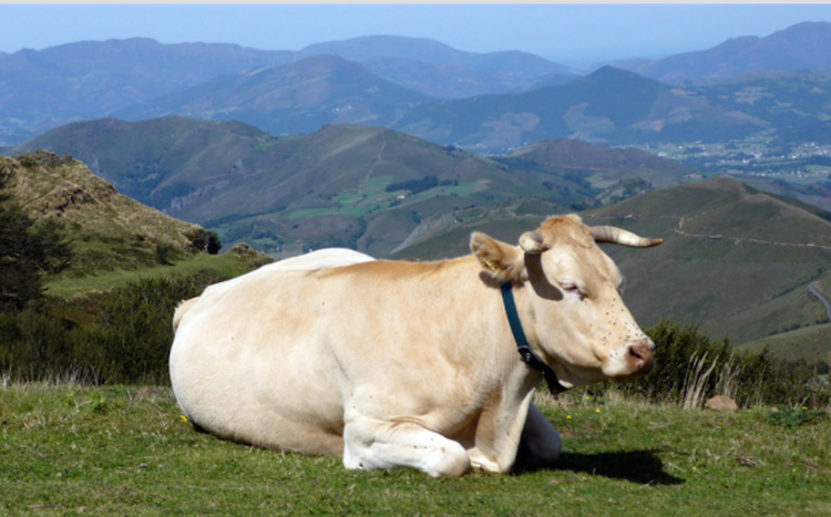 AVANTAGEUX – Euralis consolide la filière bovine avec Vignasse & Donney