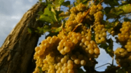 JURANCON RAISIN