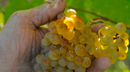 VENDANGES 4