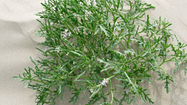 FLORE 2