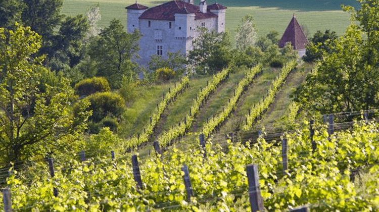 sohosolo vendanges