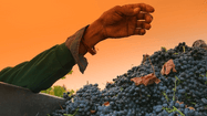 evineyard