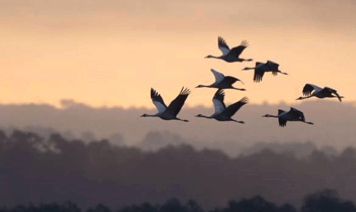 LANDES GRUES