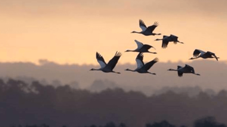 LANDES GRUES