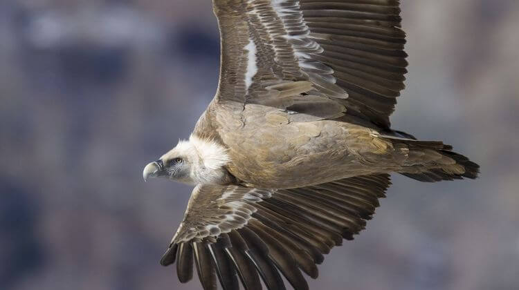 Vautour en vol gros plan