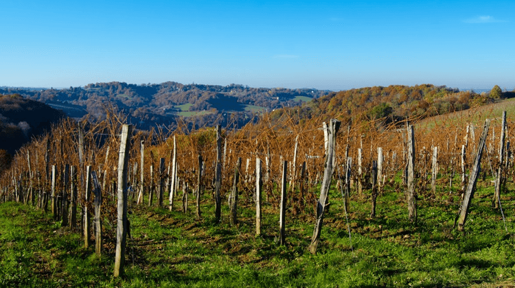 JURANCON VIGNE