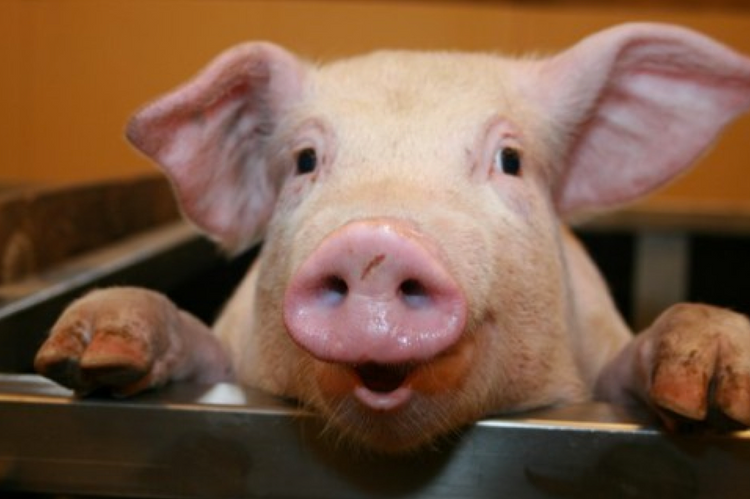 COCHON