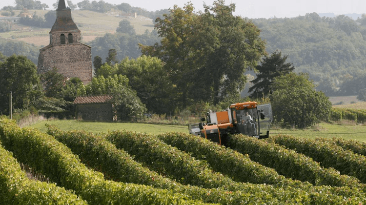VIGNOBLE