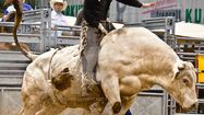 Bullriding