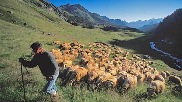 pastoralisme2