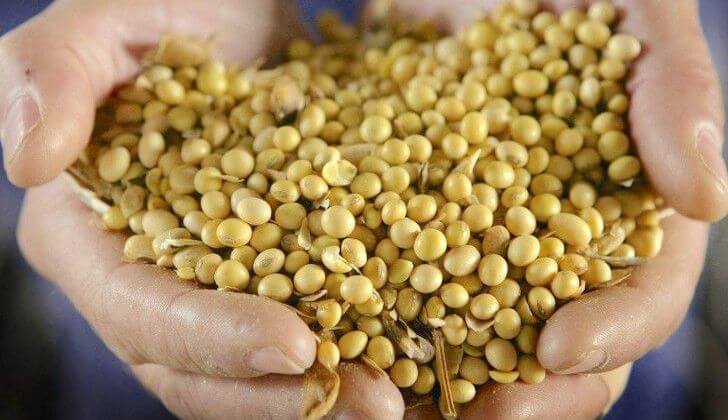 soja graines