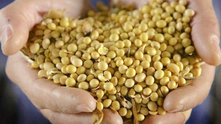 soja graines
