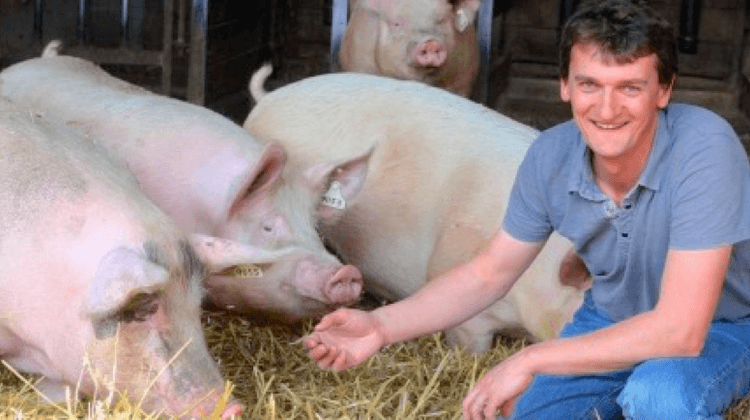 COCHON ELEVEUR