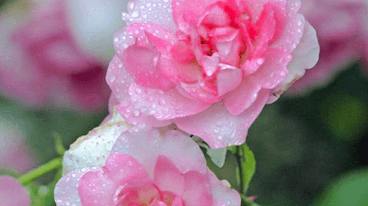 ROSE LOURDES 2