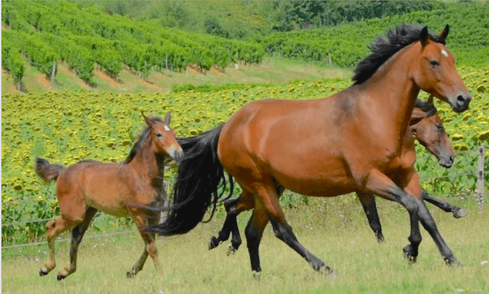 ECURIE BIEN ETRE 5