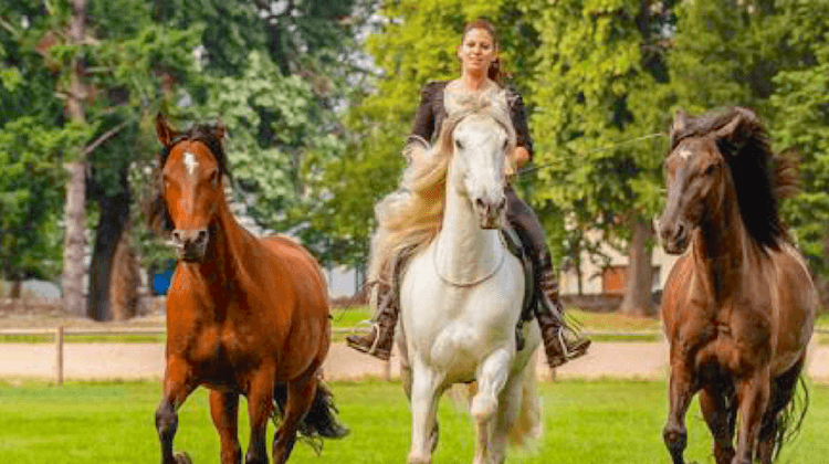 HARAS