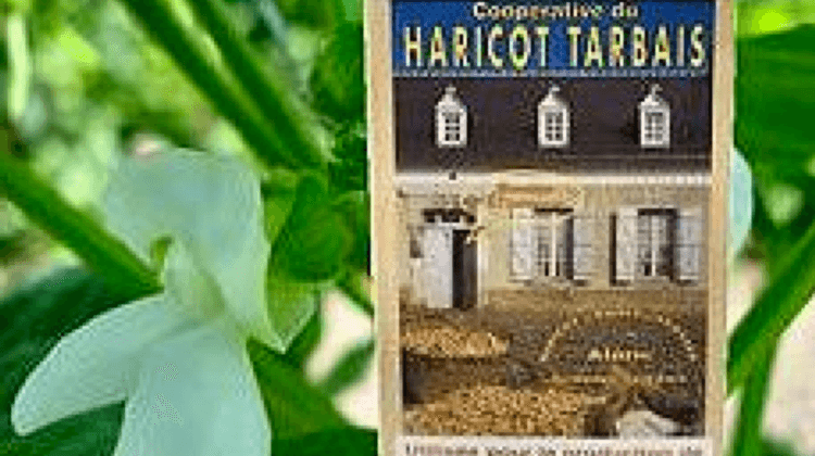 Pyren'Alliance HARICOT