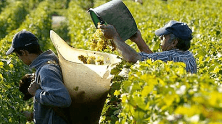 VENDANGES 5