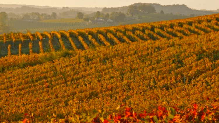 VENDANGES