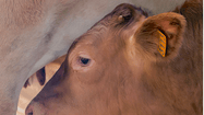 VEAU GRAIN DE SOIE 3