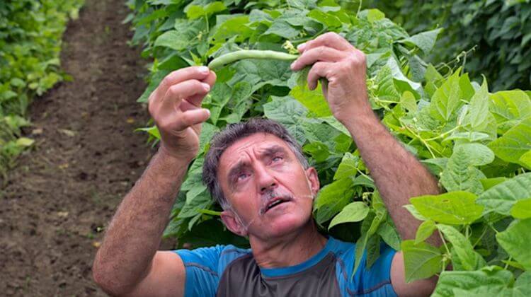 HARICOT TARBAIS