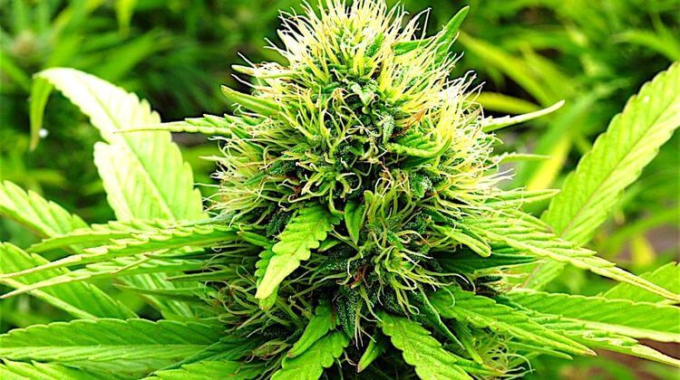 CANNABIS