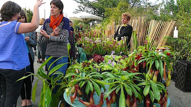 PLANTES GERS 1